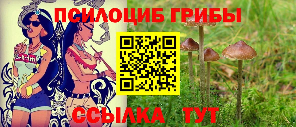 Псилоцибиновые грибы Psilocybine cubensis Кольчугино